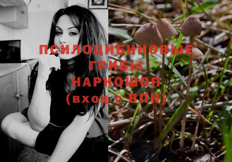 Галлюциногенные грибы Psilocybe  Каменногорск 